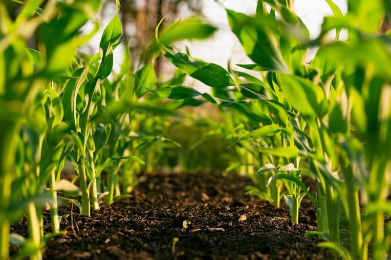 Campo agrícola em Portugal